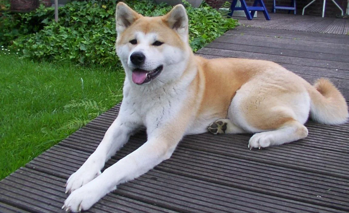 Akita_inu.png