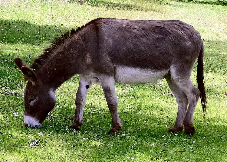 Donkey_in_Clovelly2C_North_Devon2C_England.png