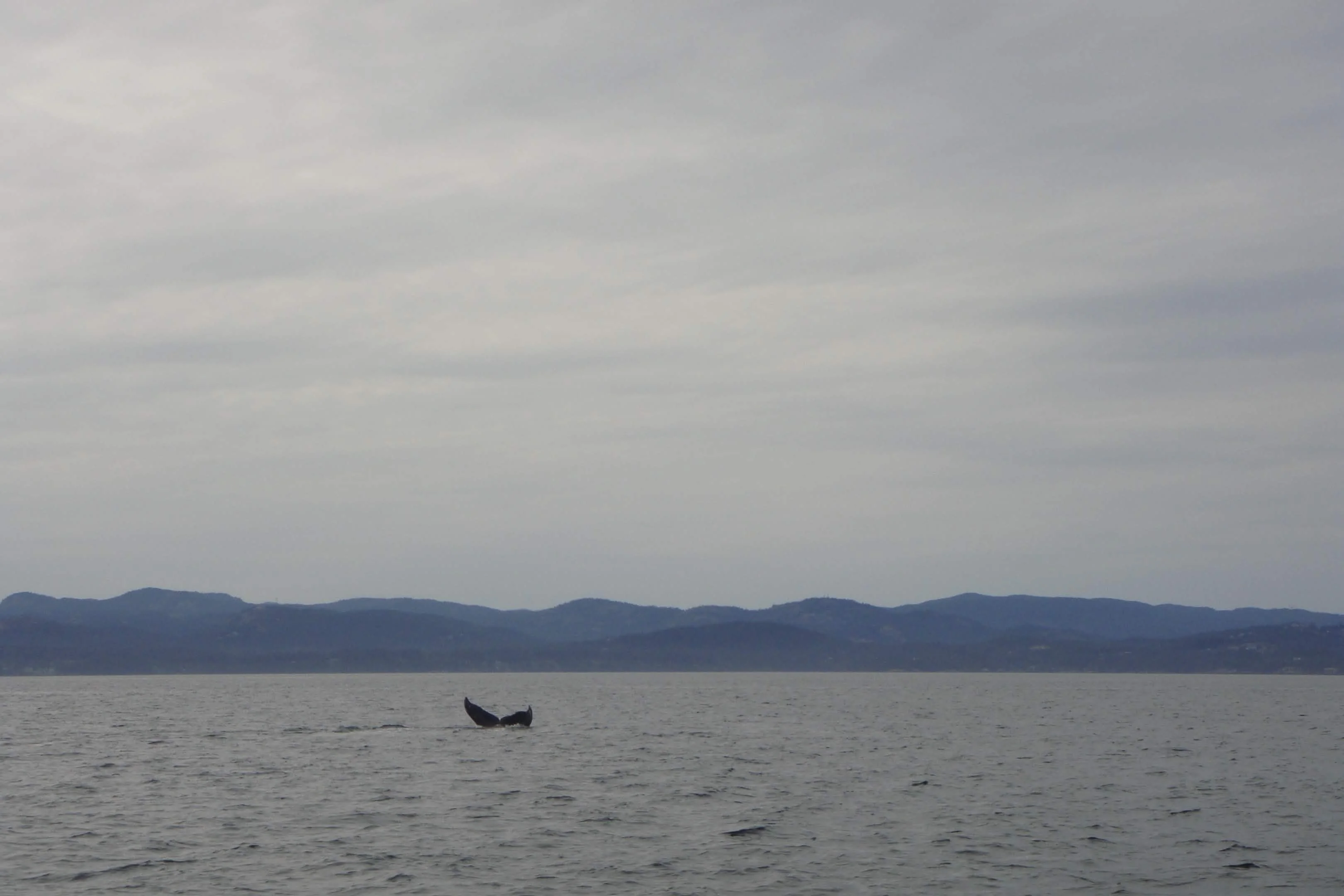 DSC00522.jpg