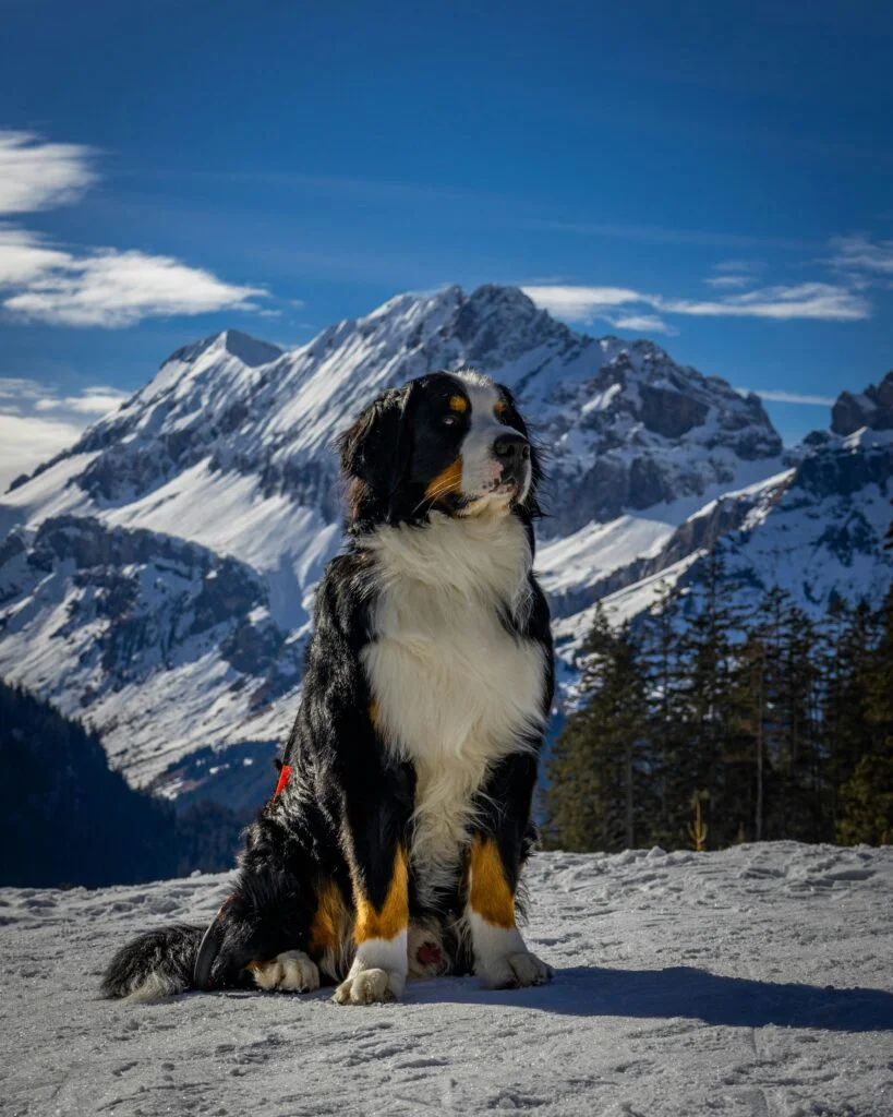 Bernese-Mountain-Dog-819x1024.png