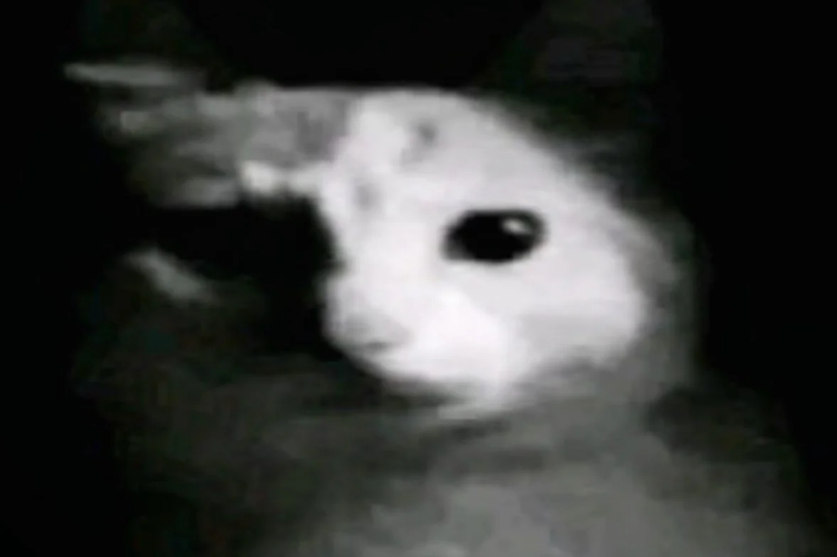 image-97.png