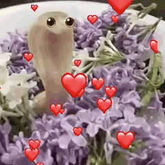 image0.gif
