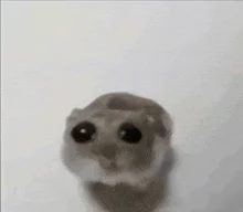 IMG_8498.gif