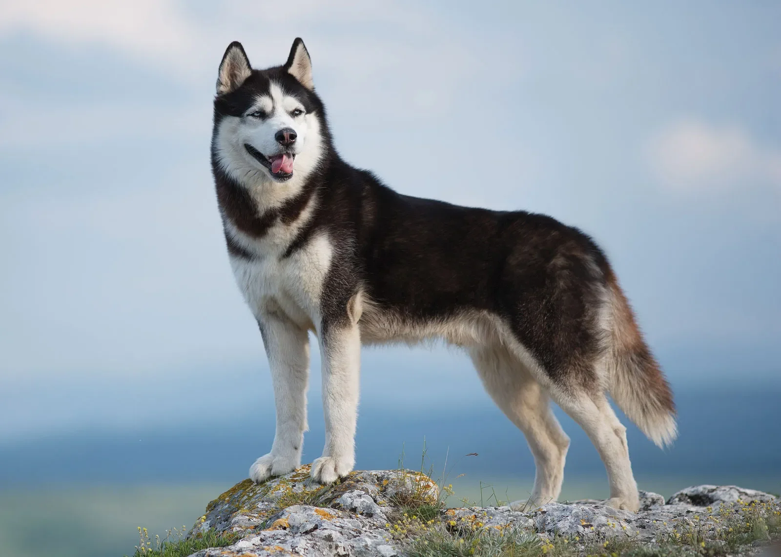 Siberian-Husky-dog.png